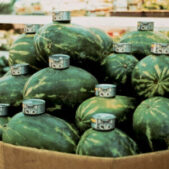 OROZCO Gabriel, Cats and Watermelons, 1992