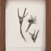 SYJUCO Stephanie, False Botanical Studies, 1997