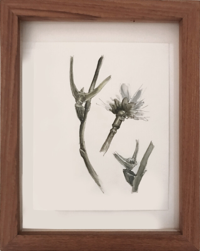 SYJUCO Stephanie, False Botanical Studies, 1997